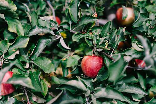 flora red apple fruit natick